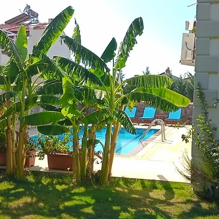 فيلة Palm فتحية